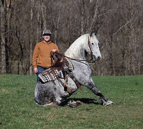 trail-friesian-horse