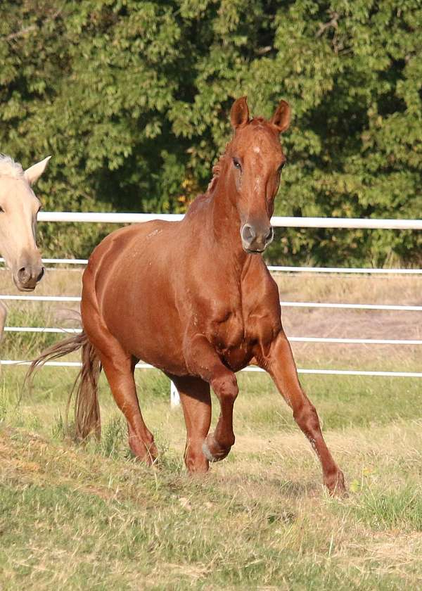 in-foal-to-perlino-andalusian-horse