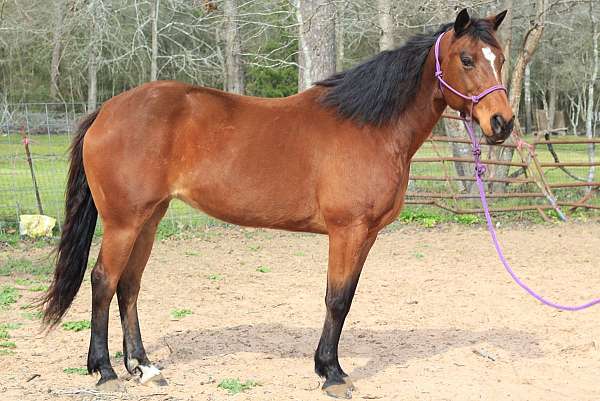starrh-pastern-horse