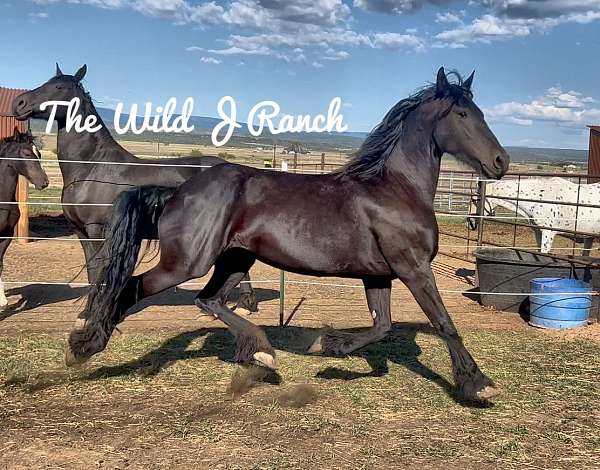 gerlof-friesian-horse