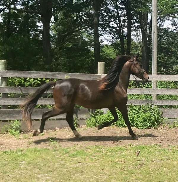 star-snip-strip-both-hind-fetlocks-horse