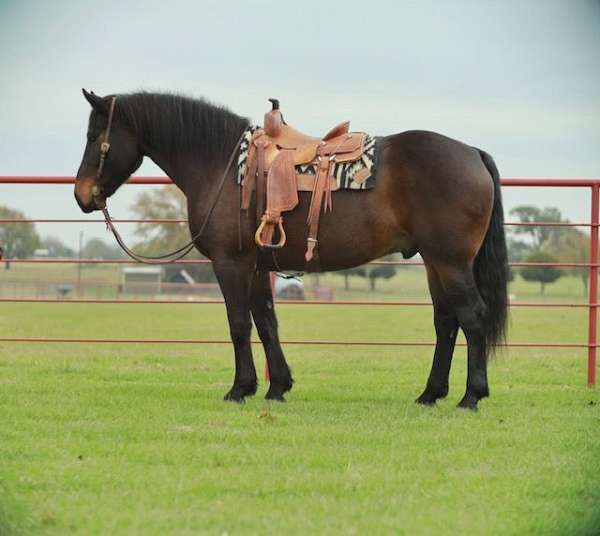 bay-draft-percheron-for-sale