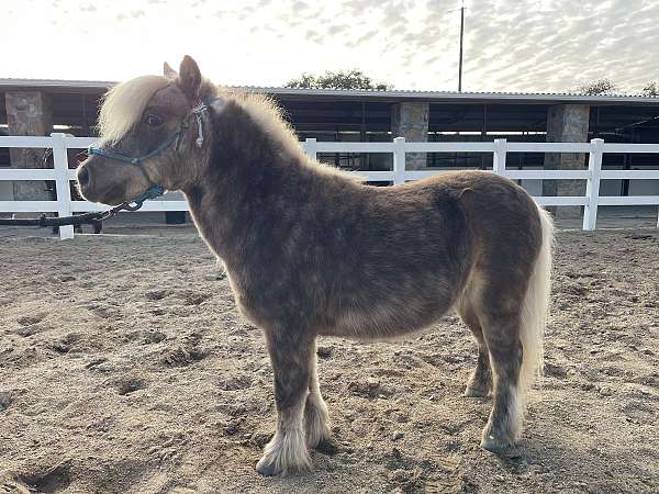 ready-to-ride-miniature-horse