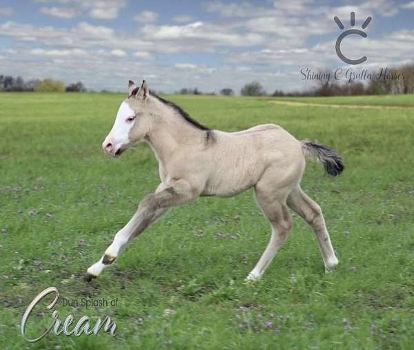 splash-white-1-horse