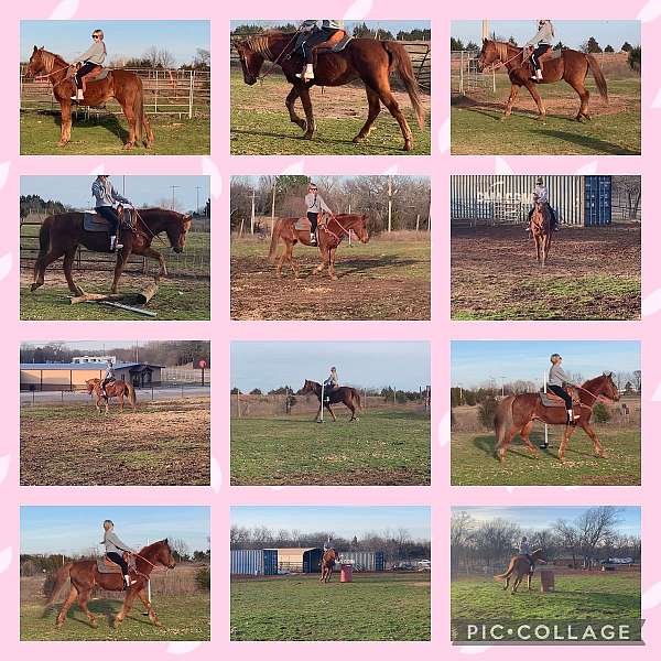 chestnut-mare-for-sale