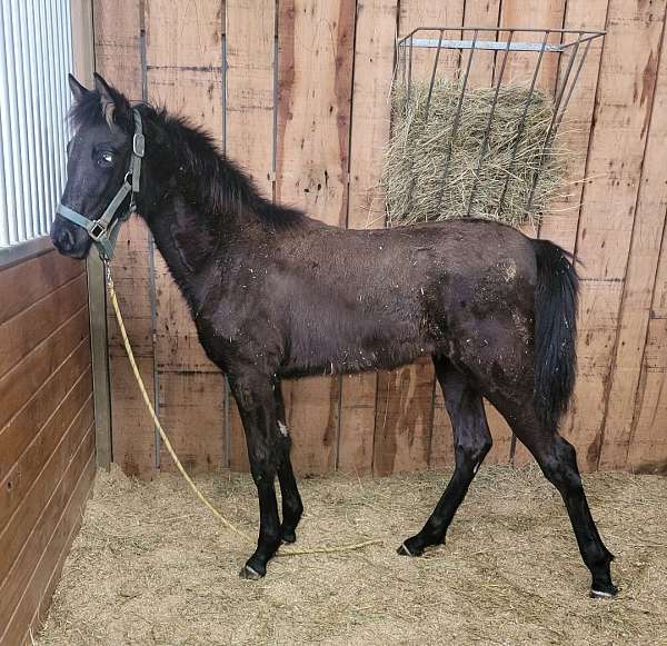 black-filly-weanling-for-sale