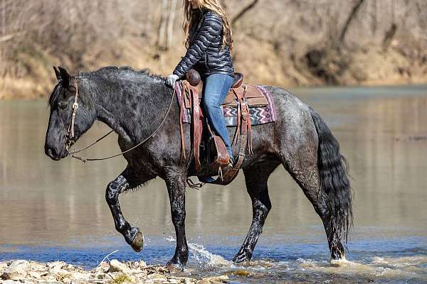 any-rider-friesian-horse
