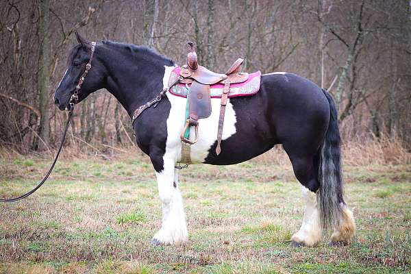 rodeo-pick-gypsy-vanner-horse