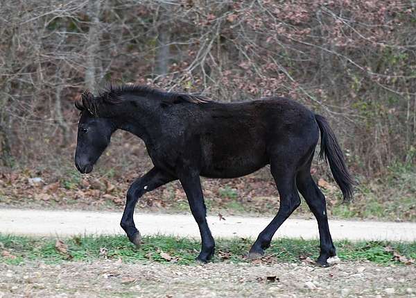 small-star-horse