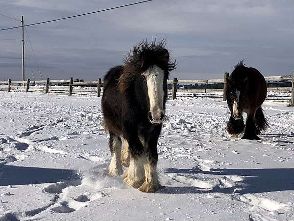 gypsy-vanner-horse-for-sale