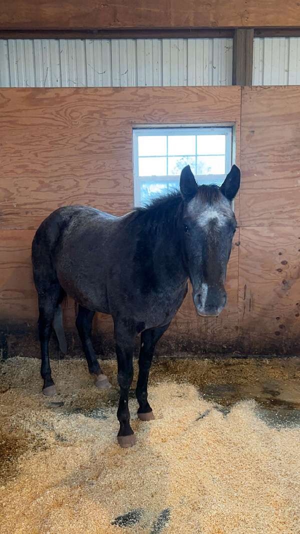 beginner-youth-appaloosa-horse