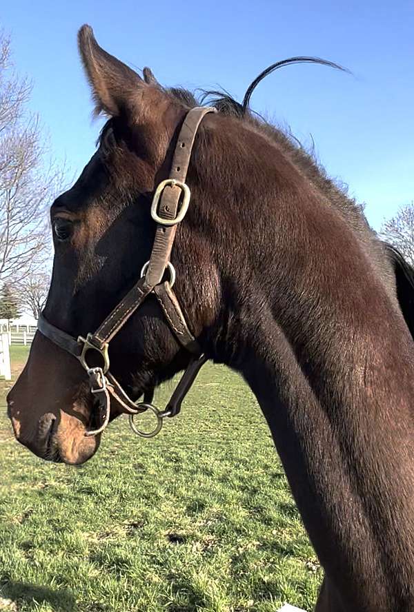 watch-growth-saddlebred-horse