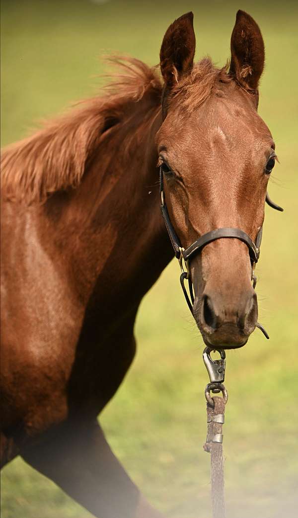 dam-saddlebred-horse