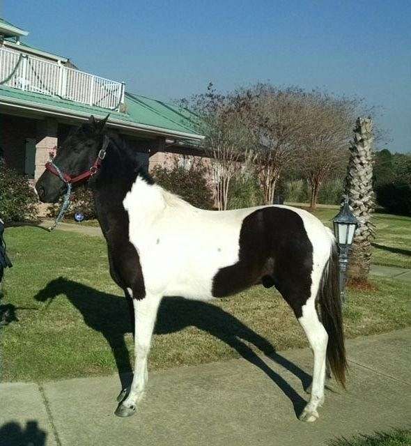 blackwhitetobian-horse