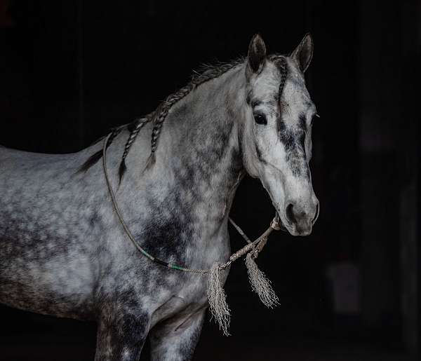 dressage-percheron-horse