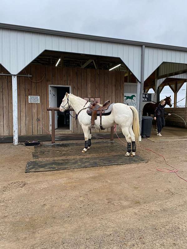 cremello-paint-gelding