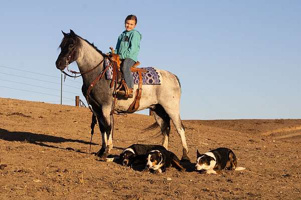 western-riding-pony