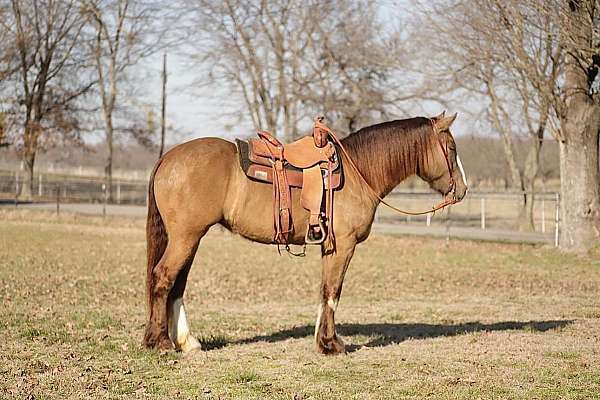 ridden-western-draft-horse