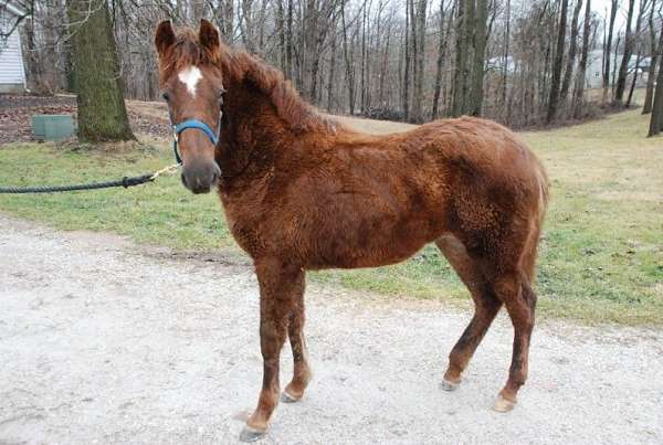 liver-chestnut-tennessee-walking-filly