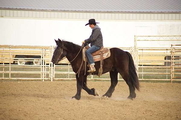 ranch-percheron-horse