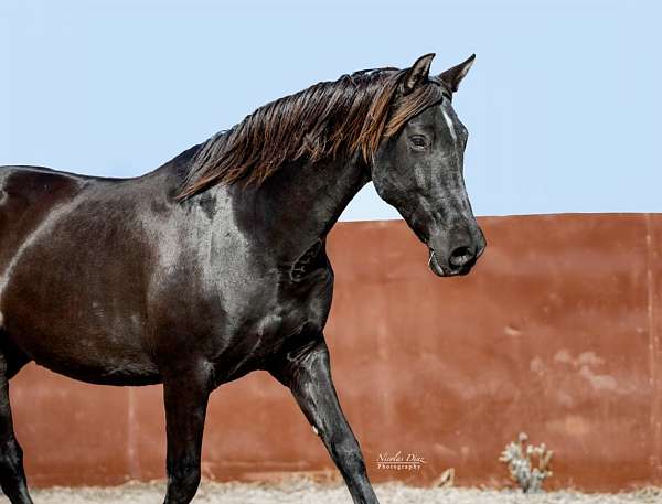 black-andalusian-filly-mare