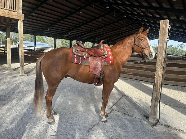 sorrel-western-dressage-pony