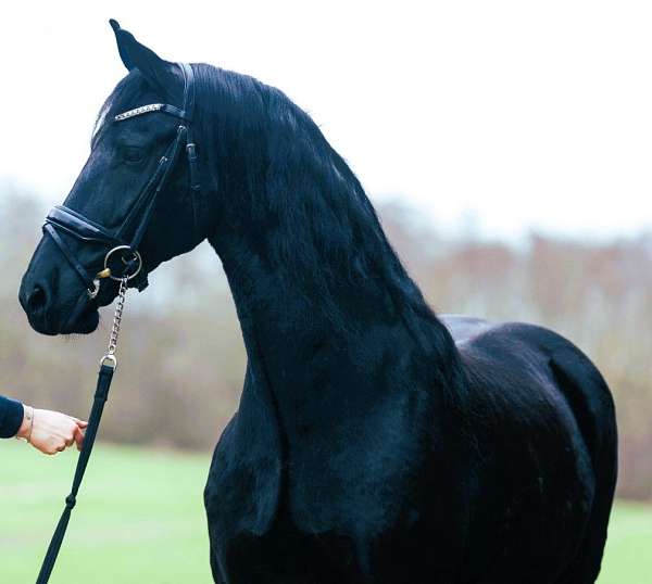 f-riesians-for-sale-friesian-horse