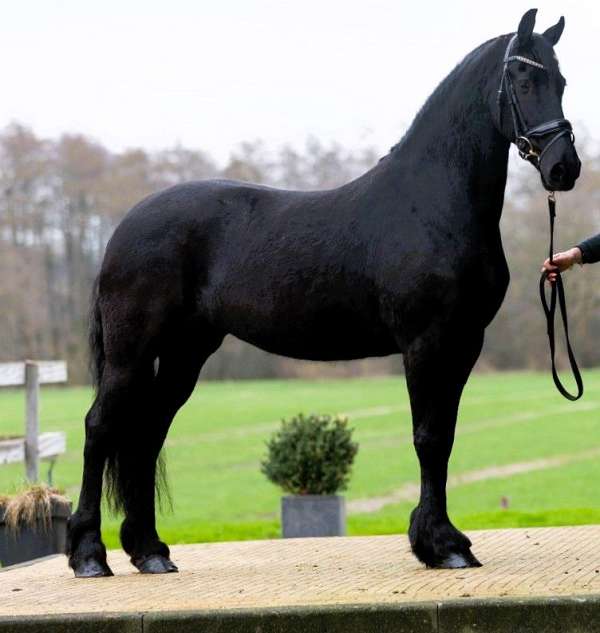 friesian-mare-horse