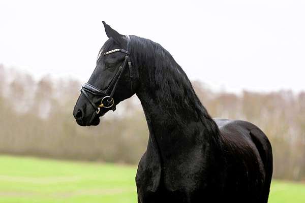 friesian-filly-horse