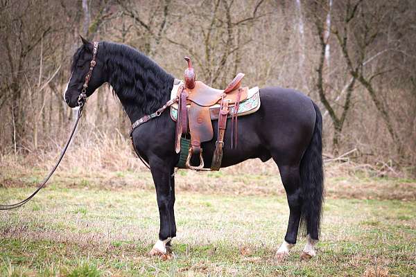 jumper-morgan-horse