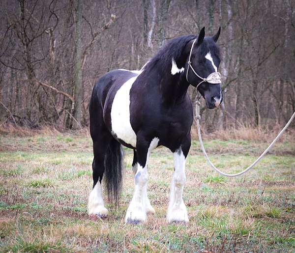 tobiano-4-stockings-horse