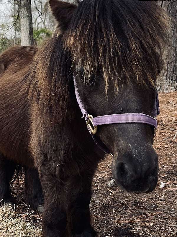 available-shetland-pony