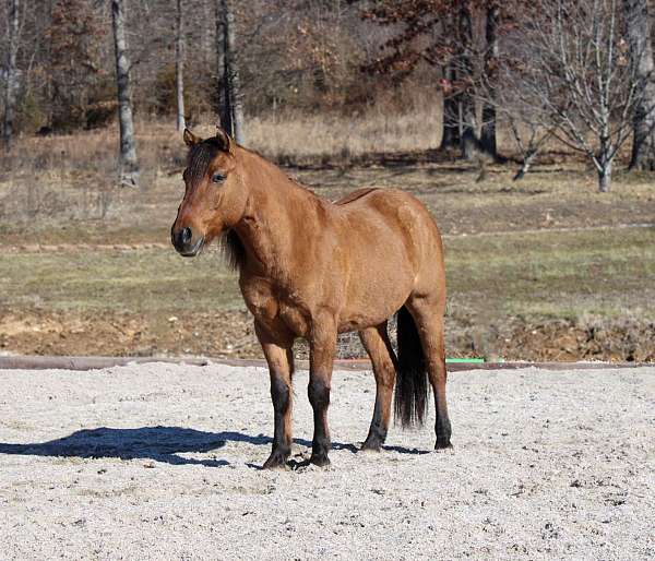 flashy-quarter-pony
