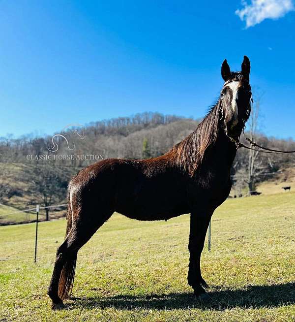 black-twh-mare-horse
