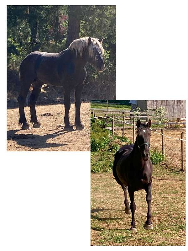 black-smokey-black-andalusian-percheron-mare-foal