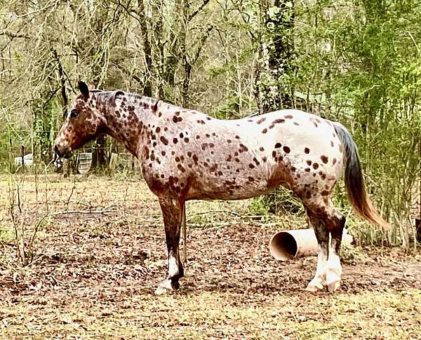 beautifully-spotted-horse