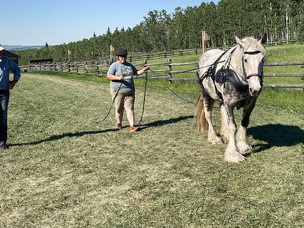ranch-work-drum-horse