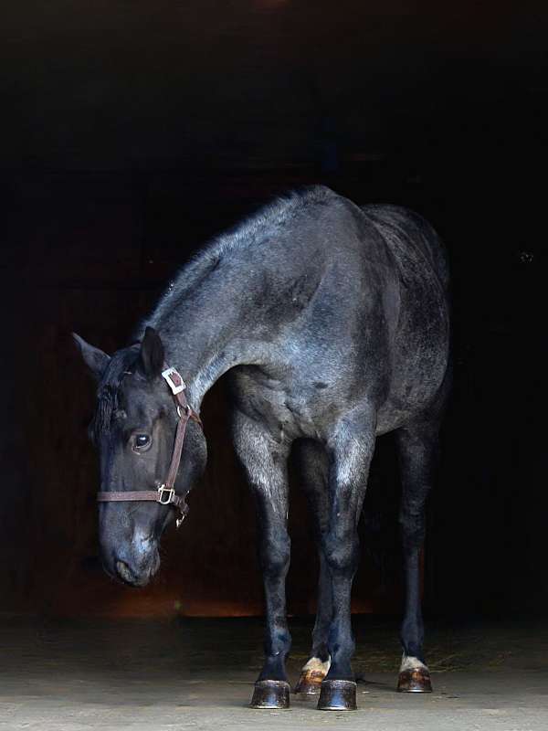 blue-roan-working-equitation-pony