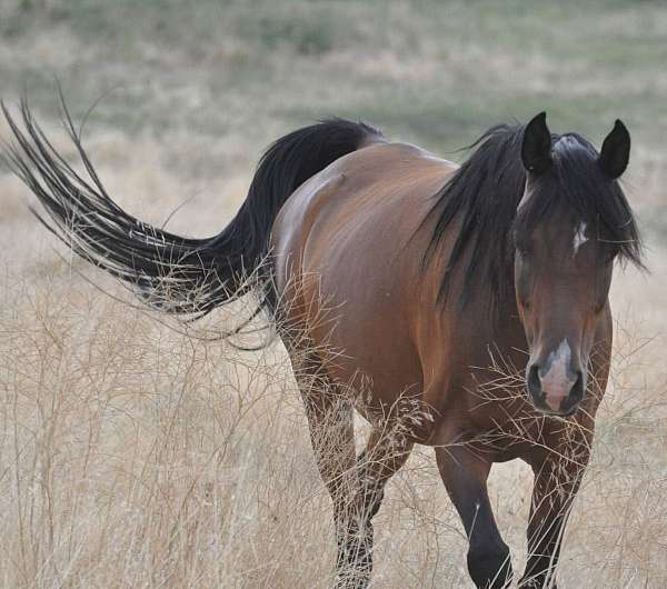 breeding-arabian-horse