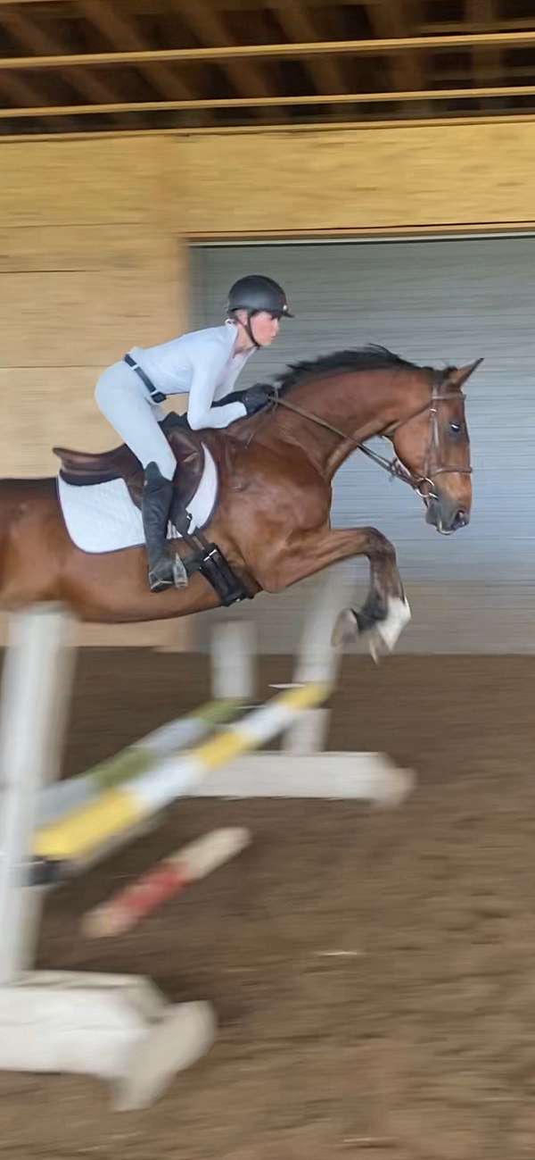 dressage-hanoverian-horse