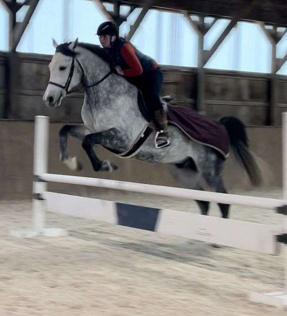 grey-equitation-sport-horse