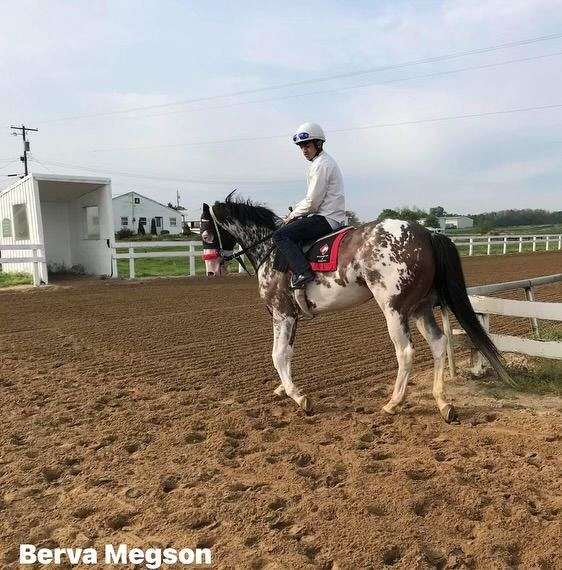 bay-overo-racehorse
