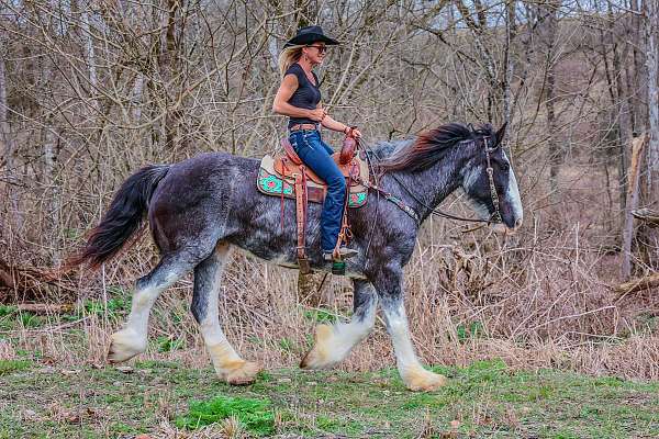 dressage-clydesdale-pony