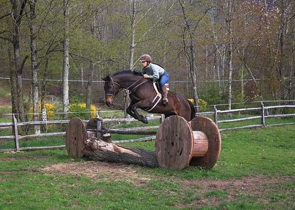 jumper-thoroughbred-horse