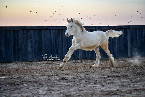 stallion-gypsy-vanner-quarter-horse