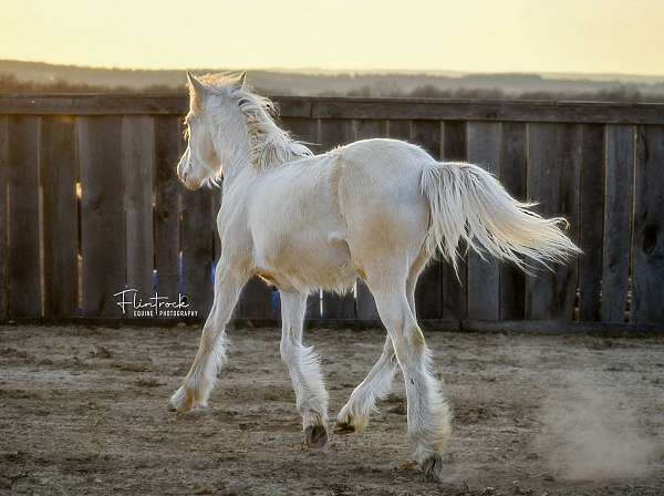 white-gypsy-vanner-quarter-horse-mare