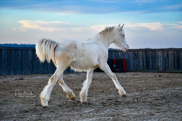 white-gypsy-vanner-quarter-horse-stallion