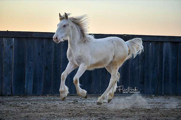 white-gypsy-vanner-quarter-horse-for-sale