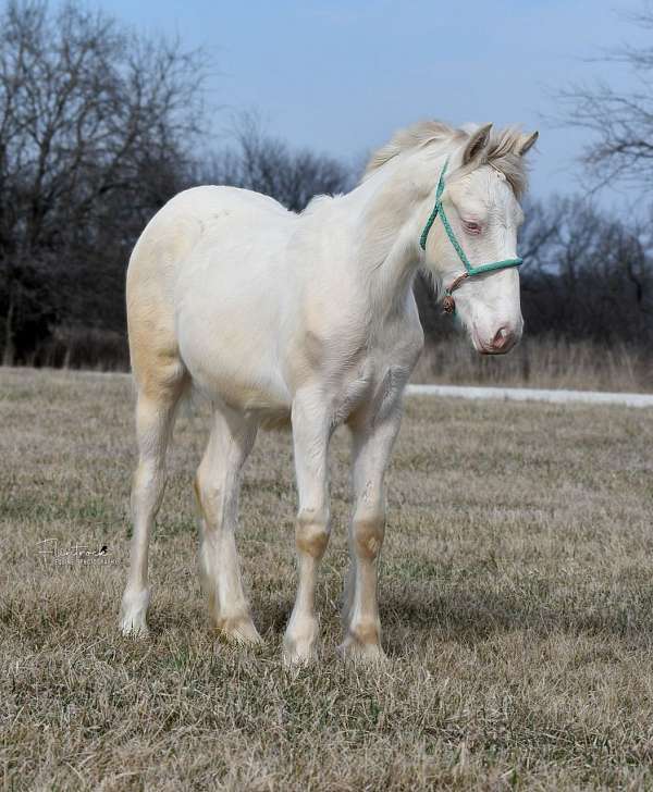 white-gypsy-vanner-quarter-horse