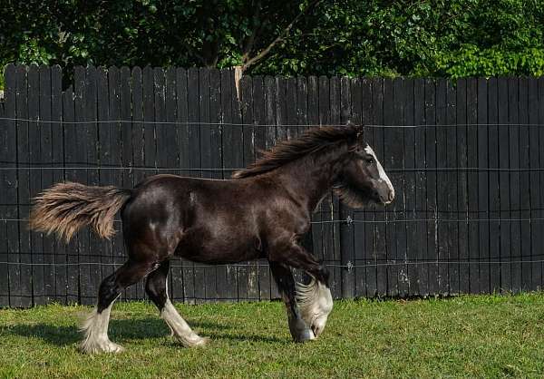 black-blagdon-pony